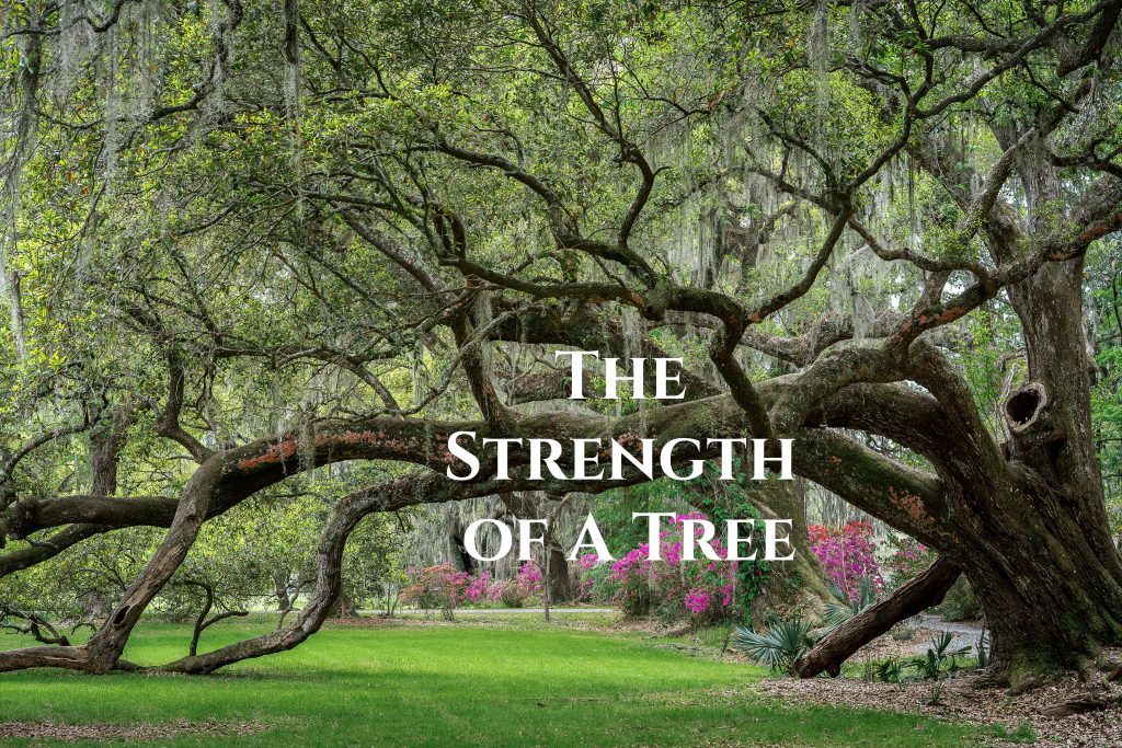 Wedding Inspiration in Strength of Tree